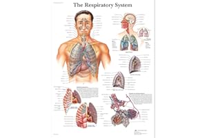 3B Scientific VR1322L Human Anatomy - The Respiratory System Chart, Laminated Version