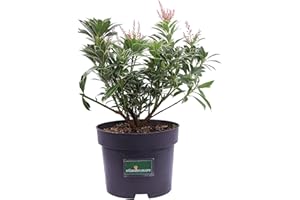 Pianta di Pieris Japonica pianta da esterno pianta da giardino pianta ornamntale di Pieris pianta da fiore vari colori pianta vera venduta da eGarden.store (Polar Passion)