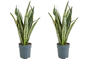 Bloomique - 2er Set - Sansevieria Laurentii - Bogenhanf - Sukkulenten - Zimmerpflanzen - Sehr Pflegeleicht - Höhe 30-40 cm - Topf 12 cm