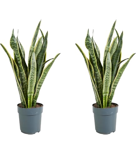 pötschke blauregen Jetzt Japanischer Blauregen online kaufen bei Bohlken Pflanzenversand –  Bohlken Pflanzenversand GbR main image 1