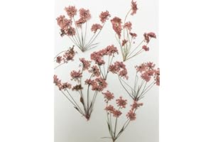 HANDI-KAFU 6 Stück rosa Queen Anne's Lace mit Stiel echte natürliche getrocknete gepresste Blumen für Harz Kunst Handwerk DIY