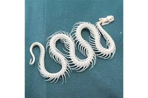 KSVMOAG Taxidermy Real Animals Skulls, Real Bones Specimen, Taxidermy Supplies for Science Education,oddities gift (Snake Skeleton(Approx.30cm))