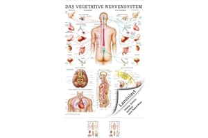 SPORTTEC ruediger Anatomie ta46lam Vegetatives Système Nerveux Tableau, 70 cm x 100 cm, laminé