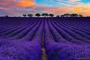 HUA XIAN ZI Semi di lavanda inglese Vera Herb Flower Seeds (20g = 20000) Semi di piantagione all'aperto (Lavandula angustifolia Mill)