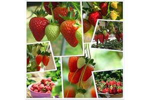 HUA XIAN ZI Rote Klettererdbeere Erdbeerfrucht Pflanzensamen Hausgarten neu 300 Stück