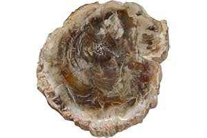 JANNI-SHOP-MINERALIEN Baumscheibe versteinerte Holz Scheibe aus Madagaskar ca. 60-70 mm ca. 150 Millionen Jahre alt.(4126)