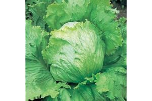 PREMIER SEEDS DIRECT - Lettuce - Saladin - ICEBURG Type - 5 Grams