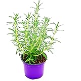 Rosmarin Pflanze ´Blue Winter´ winterharte Kräuterpflanze