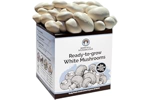 Merryhill Mushrooms - Fresh White Mushroom Growing Kit | Gardening Gifts for Women, Men & Kids | Grow Your Own | Easy & Delicious to Eat (One White Mushroom Grow Kit)
