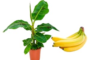CAMBRIDGE BEE Real Live Banana Tree Musa Tropicana - Banana Plant 12cm Pot 30-40cm Tall
