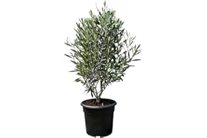 GENERIC Sunny Tree - Olea Europea Olive Tree in Shrub Shape - Evergreen Olive Tree - Hardy -18 - Height 80-100 cm Including Pot - A+ Ware