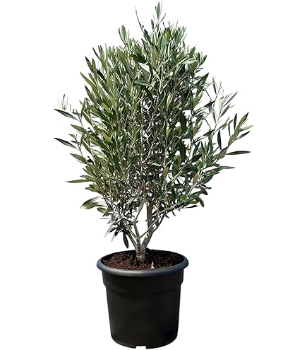 TropicTrees High Trunk Olive Tree Hardy | Bush Olea Europaea with a Smooth  Trunk and a Playful Shape | Real Bush Olive Tree 90 cm with Edible Olives :  Amazon.de: Garden