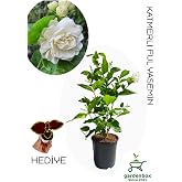 Yoğun Kokulu Katmerli Ful Yasemin &Ccedil;i&ccedil;eği 1 Adet Saksılı 40-60Cm (Jasminum Sambac), GRB080624NA55