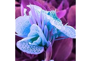 PJFNHD Canna Lily Bulbs for Planting Now UK/UK Now Simple Planting Perennial/Strong Plants That Grow Well/Mix Golden Jade Carving Feels Perfect