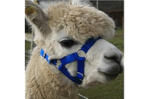 HOMESTEAD FARM SUPPLIES Alpaca Headcollar - Halter Buckle Fastening - Royal Blue - LARGE