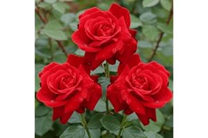 DUTCH BULBS EXCLUSIVE PLANTS FROM HOLLAND Piantine di Rosa Rosso (1 pianta profumata), grandi piante perenni resistenti, piante dall'Olanda per giardino e vaso (senza semi, bulbi e non artificiali)