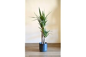 Palmera Interior YUCCA Yuca 2 Troncos 80CM Altura Planta Grande Interior Natural