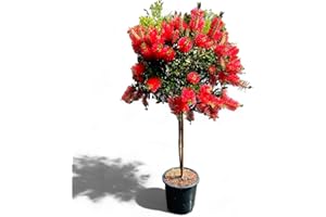 Tropictrees CALLISTEMON SUR STEMON 140/150 CM - Nettoyeur cylindrique - Bottlebrush