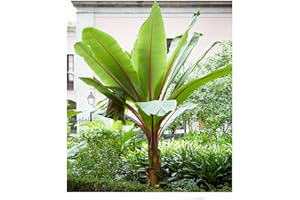 BALDUR Garten Winterharte Bananen Pflanze 'rot', 1 Pflanze, Musa Basjoo Red Bananenpflanze, Bananenbaum, mehrjährige und winterharte Staude, Bananen-Früchte essbar
