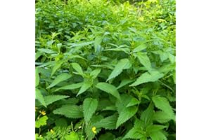 HAPPY GREEN SHOP Stinging Nettle - 1300 Seeds + Plant tag + Freebie - Urtica dioica - Perennial Insecticide Herb