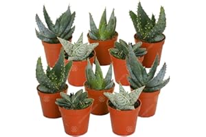 GardenersDream 10 x Mixed Aloe, Succulent, and Cactus Plants - Live Air Purifying Indoor Houseplants - Low Maintenance Indoor Plants for Home - Great Gifts for Plant Lovers (5-15cm incl. 5.5cm Pot)