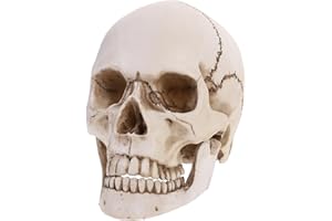 Tinksky Lifesize 1 : 1 modèle du crâne humain Réplique Résine médicale traceur anatomique enseignement médical squelette Halloween décoration statue cadeaux de Halloween