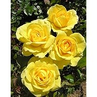 'Gruß an Zwönitz' -R-, Edelrose im 4 L Container