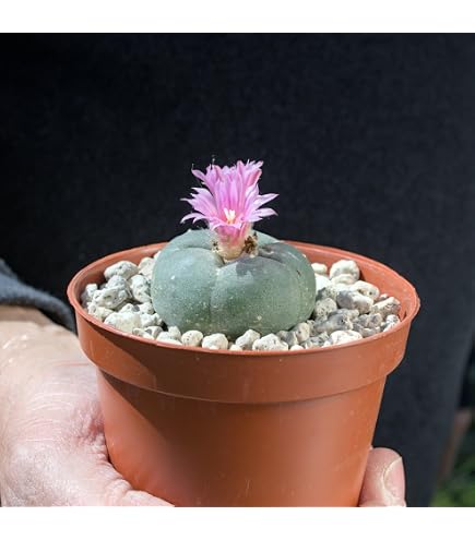 Lophophora williamsii, Kaktus, 4-4,5cm : Amazon.de: Garten