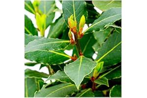 Laurus nobilis/Bay Tree in 2L Pot, Cooking Bay Leaf Tree Bayleaf Plant 3fatpigs®