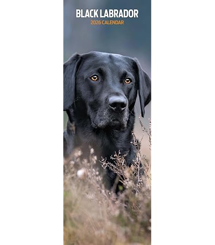 Calendario 2026 Labrador Nero Deluxe | Calendario Da Parete Con Foto Di Cani Di Alta Qualità