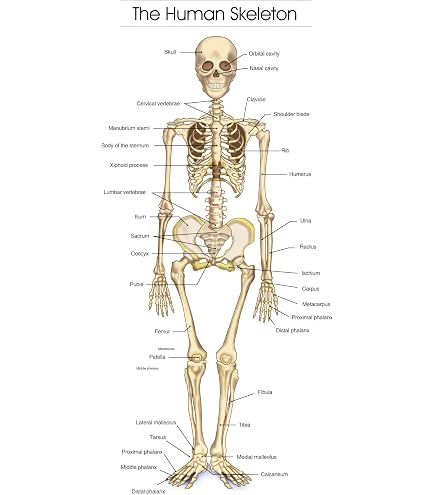 Anatomy & Injuries Of The Hip Anatomical Chart Showing Human Skeletal