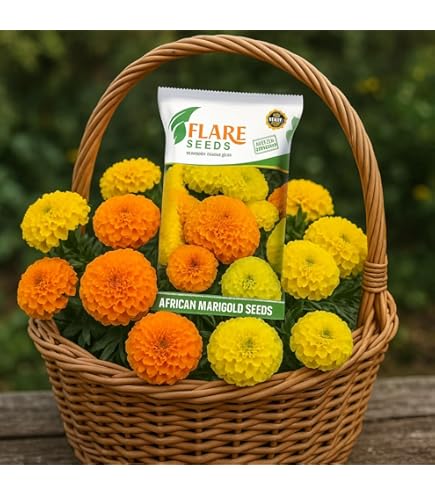 Sakata Yellow-307 Marigold Hybrid Seeds, Pack : Amazon.in