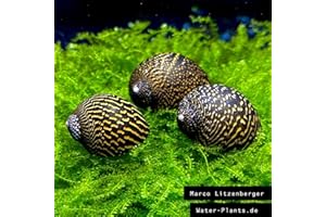 WaterPlants 5 Mosaik Rennschnecken, Algenfresser/Stück 1,99€
