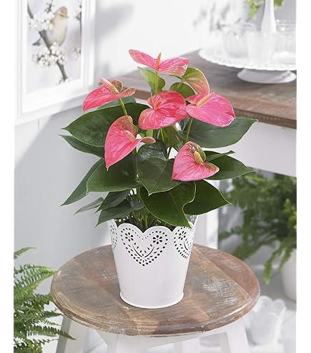Graines Anthurium Rare Pour Balcon & Jardin | 100 Graines Mix DIY | Facile à Cultiver - Plante En Pot Décoration