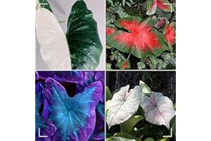 MHTSNW Oreja de elefante bulbos,Colocasia plantas,bulbos de alocasia,elefante orejas Bulbos,bulbo oreja de elefante,natural colocasia,elefante planta,Plantas de interior y exterior.-3bulbos-greenC