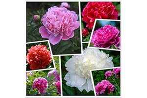 HUA XIAN ZI Cotton Candy Peony Mix (50+) Flower Seeds Easy to Grow Outdoor Plant Pack Rose Red White