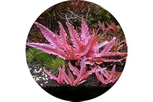 K2AQUA Cryptocoryne Wendtii Flamingo Small in Vitro Aquarium Live Plants Tropical Aquascaping Vitro Rare Pink Aquatic Plant Shrimp Safe