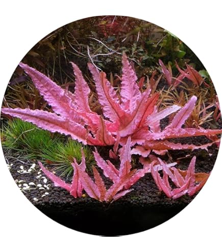 Bucephalandra sp.”Pink variegata” 水上葉 ブセファランドラ ピンク