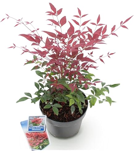 Nandina domestica Gulf Stream - Heiliger Bambus - Himmelsbambus - 30-40cm :  Amazon.de: Garten