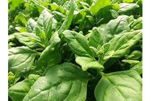 SEMISAUVAGE 20 Semi di Tetragono Cornue