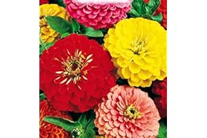 KIRALOVE Semillas de zinnia doble gigante - verduras - zinnia elegans - aproximadamente 50 semillas - las mejores semillas de plantas - flores - frutas raras - zinne doble gigante - idea de regalo original