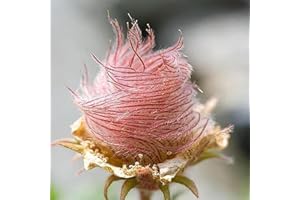 lamphle Graines de fumée des prairies, 40pcs / Sac Graines de fumée des prairies Graines de geum triflorum pourpres prolifiques Graines d'arbres fruitiers Légumes Graines d'herbe Planter