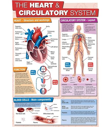 The Heart And Circulation | Classroom Science Charts - View #3