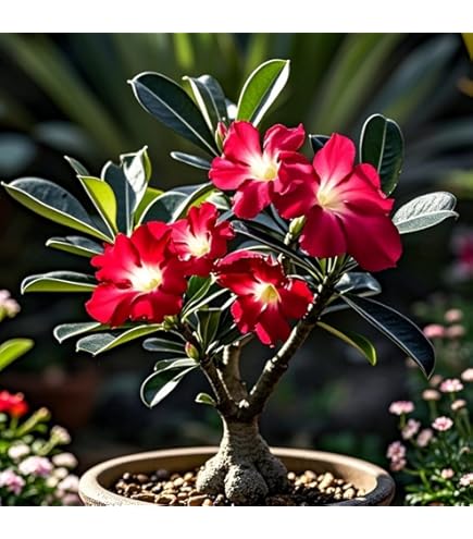 Bulbi Di Rosa Del Deserto Adenium Obesum - Pianta Grassa Da Giardino O Bonsai | 1 Bulbo - Foto 9