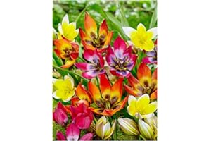 Oliwier's Bulbs 10x Dwarf Tulip Mixed Early Spring Flowering Botanical Tulip Mix Bulbs Beautiful Rockery Garden Patio Balcony Ready for Planting Now
