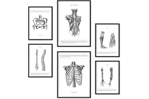 Nacnic Ensemble de 6 affiches d'anatomie. Collection de plaques avec collage esthétique pour la décoration d'intérieur. Tailles A3 et A4. Sans cadre.