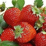 Haloppe 1000 pezzi di semi di frutta alla fragola per la semina del giardino domestico, semi di fragola che piantano semi di 