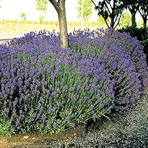 Lavendel Munstead 7cm Topf - 30 pflanzen: Amazon.de: Garten