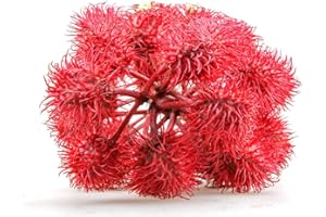 TROPICAL-SEEDS Ricinus communis"Carmencita" -Roter Wunderbaum- 50 Samen