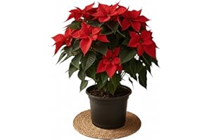 HAPPY PLANTING UK Poinsettia Plant XL 60cm - Indoor Christmas Plant, Real Live Plant, Real Festive Christmas House Plants Indoor Potted Plants (50-80cm)